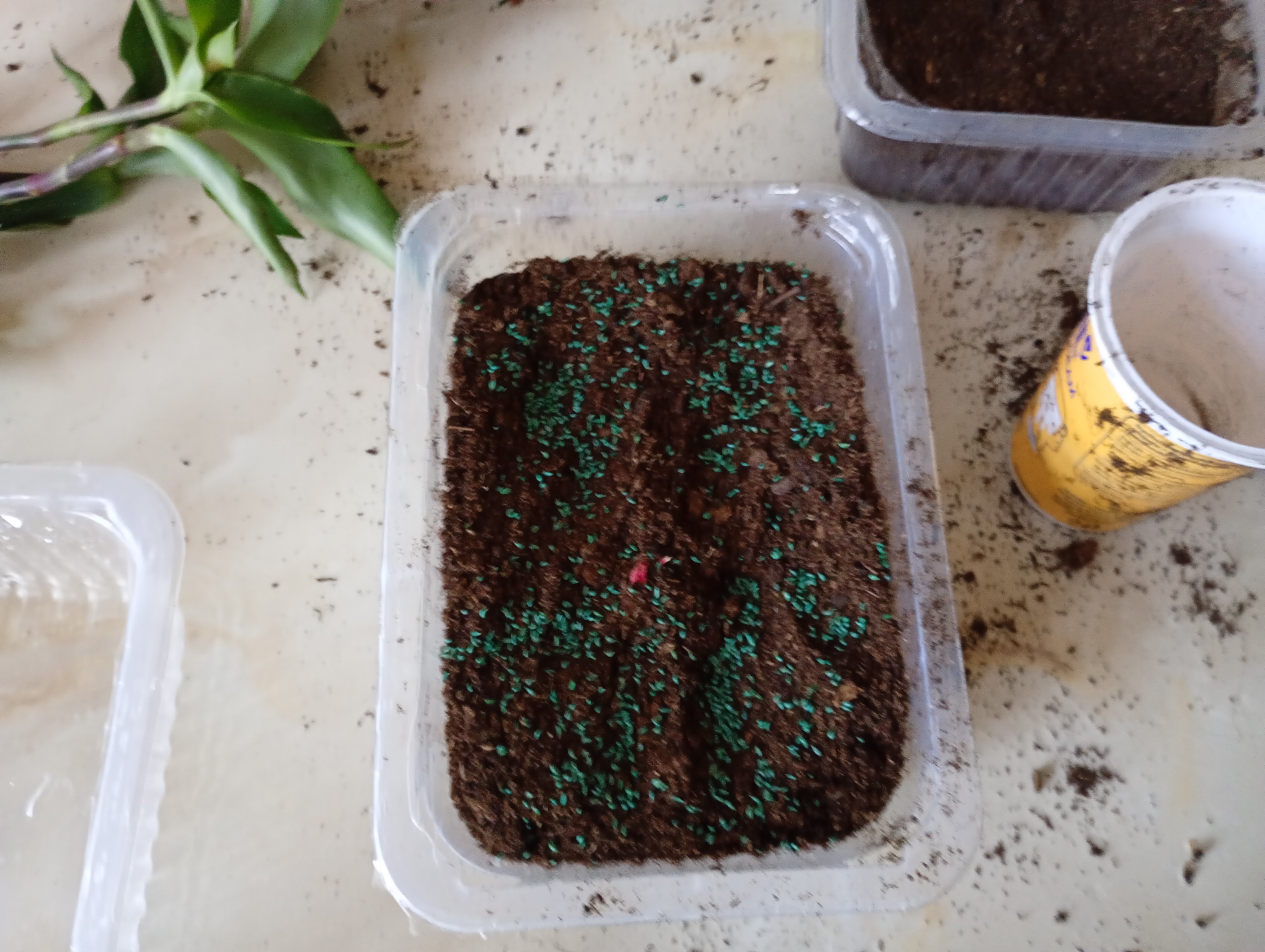 IMG_20251107_131334471_MFNR (1)